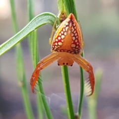 Arkys walckenaeri (Triangle spider) at Mundoonen Nature Reserve - 13 Feb 2021 by trevorpreston