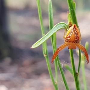 Arkys walckenaeri at Lade Vale, NSW - 13 Feb 2021