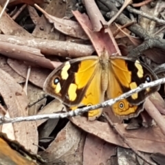 Heteronympha merope (Common Brown Butterfly) at Lade Vale, NSW - 13 Feb 2021 by trevorpreston