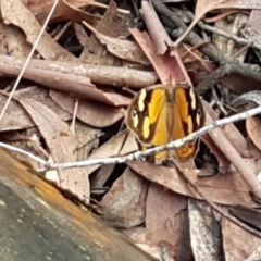 Heteronympha merope at Lade Vale, NSW - 13 Feb 2021 10:20 AM