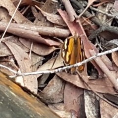 Heteronympha merope at Lade Vale, NSW - 13 Feb 2021 10:20 AM