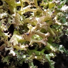 Cladia aggregata (A lichen) at Lade Vale, NSW - 13 Feb 2021 by trevorpreston