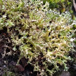 Cladia aggregata at Lade Vale, NSW - 13 Feb 2021 10:18 AM