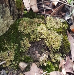 Cladia aggregata at Lade Vale, NSW - 13 Feb 2021 10:18 AM