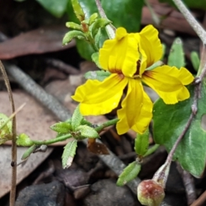 Goodenia hederacea subsp. hederacea at Lade Vale, NSW - 13 Feb 2021