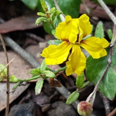 Goodenia hederacea subsp. hederacea (Ivy Goodenia, Forest Goodenia) at Lade Vale, NSW - 13 Feb 2021 by trevorpreston