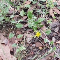 Goodenia hederacea subsp. hederacea at Lade Vale, NSW - 13 Feb 2021