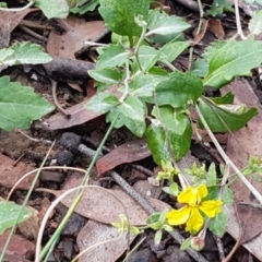 Goodenia hederacea subsp. hederacea at Lade Vale, NSW - 13 Feb 2021