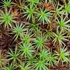 Polytrichaceae sp. (family) (A moss) at Mundoonen Nature Reserve - 13 Feb 2021 by trevorpreston