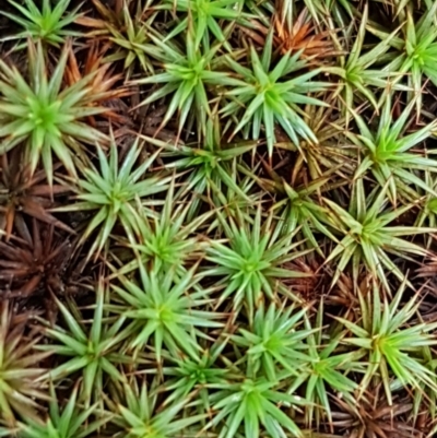 Polytrichaceae at Lade Vale, NSW - 12 Feb 2021 by tpreston