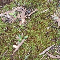 Polytrichaceae sp. (family) at Lade Vale, NSW - 13 Feb 2021