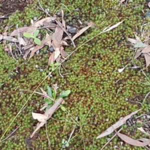 Polytrichaceae sp. (family) at Lade Vale, NSW - 13 Feb 2021 10:16 AM