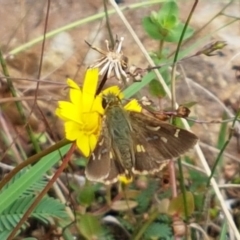 Dispar compacta (Barred Skipper) at Lade Vale, NSW - 13 Feb 2021 by trevorpreston