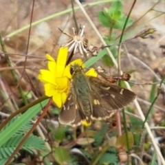 Dispar compacta (Barred Skipper) at Lade Vale, NSW - 12 Feb 2021 by tpreston