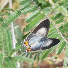 Jalmenus evagoras (Imperial Hairstreak) at Lade Vale, NSW - 12 Feb 2021 by tpreston