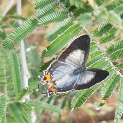 Jalmenus evagoras (Imperial Hairstreak) at Mundoonen Nature Reserve - 12 Feb 2021 by tpreston