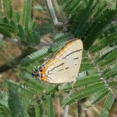 Jalmenus evagoras at Lade Vale, NSW - 13 Feb 2021 10:07 AM