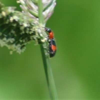 Dicranolaius bellulus (Red and Blue Pollen Beetle) at Wodonga - 13 Feb 2021 by Kyliegw