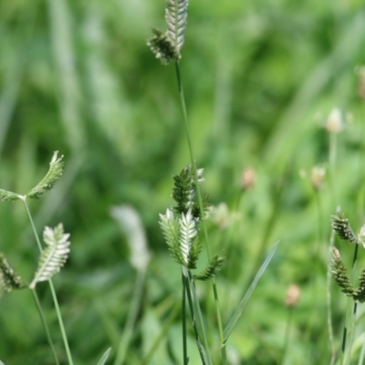 Eleusine tristachya (Goose Grass, Crab Grass, American Crows-Foot Grass) at Wodonga, VIC - 13 Feb 2021 by Kyliegw