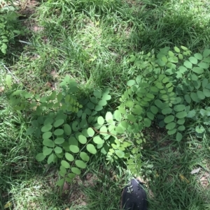 Robinia pseudoacacia at Curtin, ACT - 13 Feb 2021