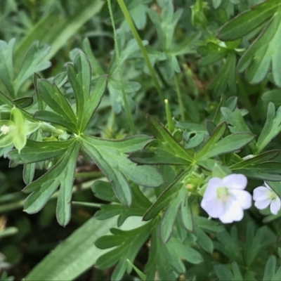 Geranium sp. Pleated sepals (D.E.Albrecht 4707) Vic. Herbarium (Naked Crane's-bill) at Curtin, ACT - 13 Feb 2021 by Tapirlord