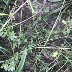 Portulaca oleracea (Munyeroo ,Pigweed, Purslane) at Curtin, ACT - 13 Feb 2021 by Tapirlord