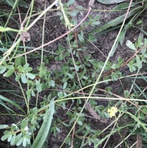 Portulaca oleracea at Curtin, ACT - 13 Feb 2021