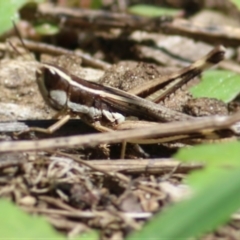 Macrotona sp. (genus) (Macrotona grasshopper) at Wodonga - 13 Feb 2021 by Kyliegw