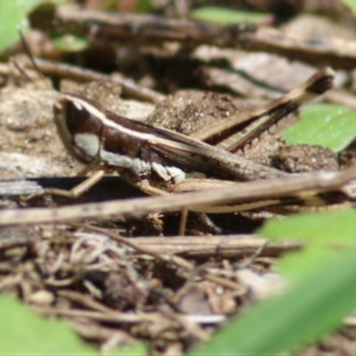 Macrotona sp. (genus) (Macrotona grasshopper) at Monitoring Site 103 - Riparian - 13 Feb 2021 by KylieWaldon