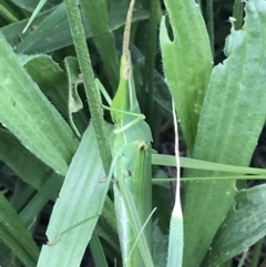 Acrida conica (Giant green slantface) at Curtin, ACT - 13 Feb 2021 by Tapirlord