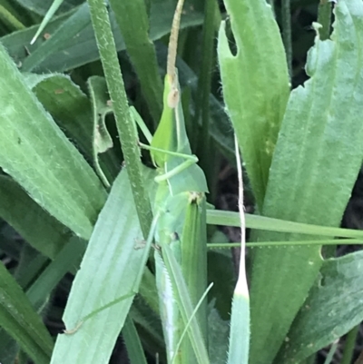 Acrida conica (Giant green slantface) at Curtin, ACT - 13 Feb 2021 by Tapirlord