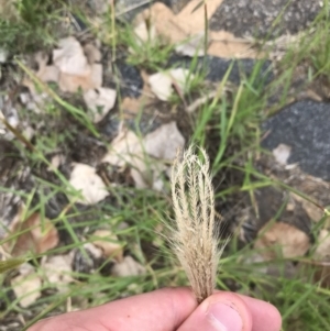 Chloris virgata at Hughes, ACT - 13 Feb 2021