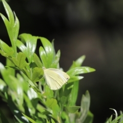 Pieris rapae (Cabbage White) at Cook, ACT - 12 Feb 2021 by Tammy
