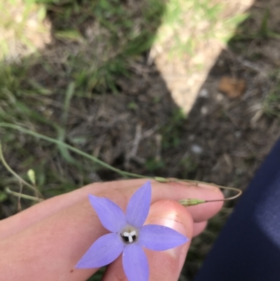 Wahlenbergia capillaris (Tufted Bluebell) at Hughes, ACT - 13 Feb 2021 by Tapirlord