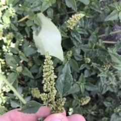 Amaranthus retroflexus at Phillip, ACT - 13 Feb 2021 03:12 PM