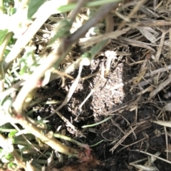 Amaranthus retroflexus at Phillip, ACT - 13 Feb 2021 03:12 PM