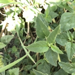 Amaranthus retroflexus at Phillip, ACT - 13 Feb 2021 03:12 PM