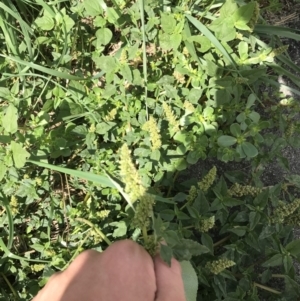 Amaranthus retroflexus at Phillip, ACT - 13 Feb 2021