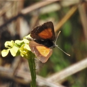 Lucia limbaria at Tharwa, ACT - 13 Feb 2021 12:18 PM