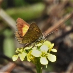 Lucia limbaria at Tharwa, ACT - 13 Feb 2021