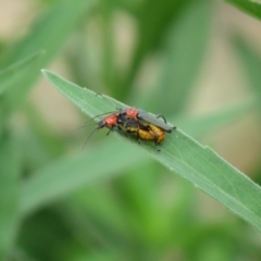 Chauliognathus tricolor (Tricolor soldier beetle) at Kambah Pool - 13 Feb 2021 by SandraH