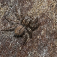 Servaea sp. (genus) (Unidentified Servaea jumping spider) at Higgins, ACT - 7 Feb 2021 by AlisonMilton