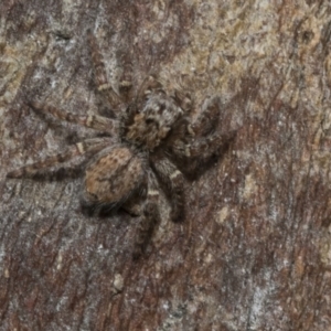 Servaea sp. (genus) at Higgins, ACT - 8 Feb 2021