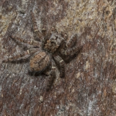 Servaea sp. (genus) (Unidentified Servaea jumping spider) at Higgins, ACT - 7 Feb 2021 by AlisonMilton