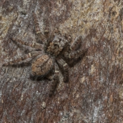 Servaea sp. (genus) (Unidentified Servaea jumping spider) at Higgins, ACT - 8 Feb 2021 by AlisonMilton