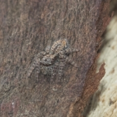 Servaea sp. (genus) at Higgins, ACT - 8 Feb 2021