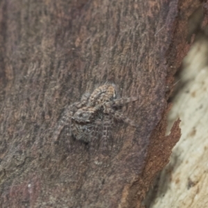 Servaea sp. (genus) at Higgins, ACT - 8 Feb 2021 10:34 AM