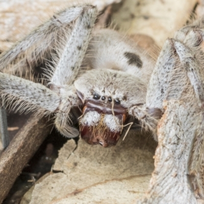 Isopeda canberrana (Canberra Huntsman Spider) at Higgins, ACT - 8 Feb 2021 by AlisonMilton