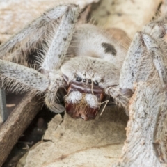 Unidentified Huntsman spider (Sparassidae) (TBC) at Higgins, ACT - 7 Feb 2021 by AlisonMilton