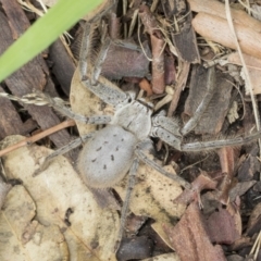 Isopeda canberrana at Higgins, ACT - 8 Feb 2021 10:41 AM